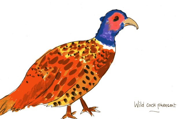 Wild cock pheasants establish a territory into which many hens may stray
