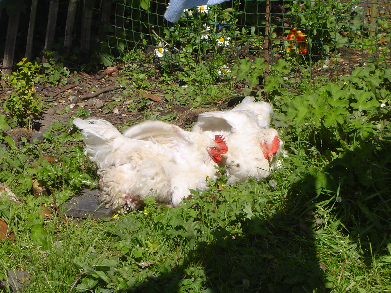 snow white and rose red 9