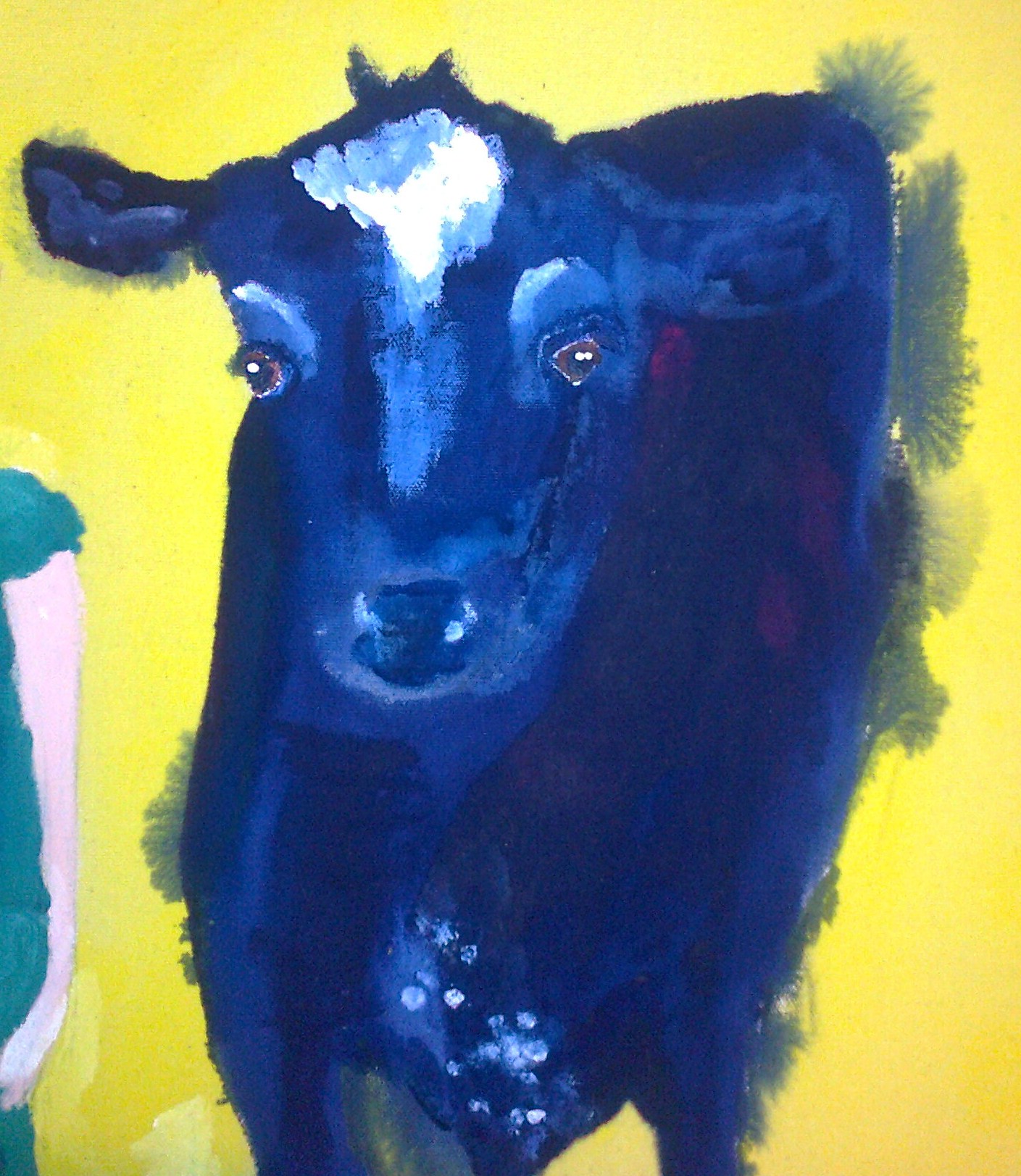 dark blue cow