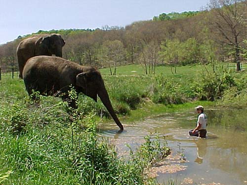 Sissy watches as Winkie takes her first tentative steps into the sanctuary pond