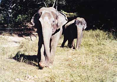 Sissy and Winkie, best pals