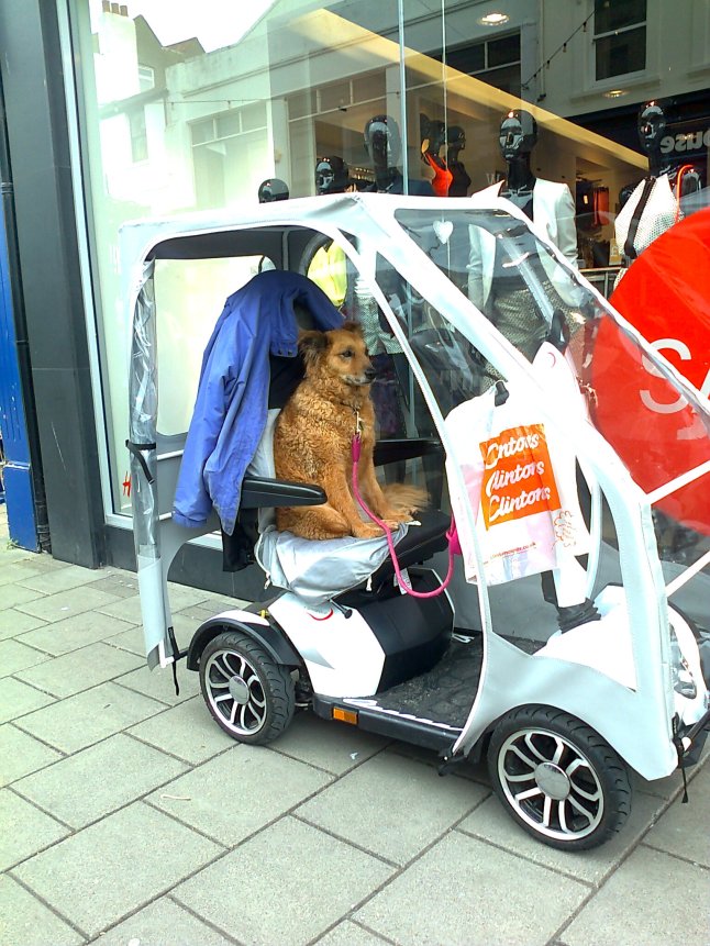 When you're waiting for your human, you might as well be comfortable