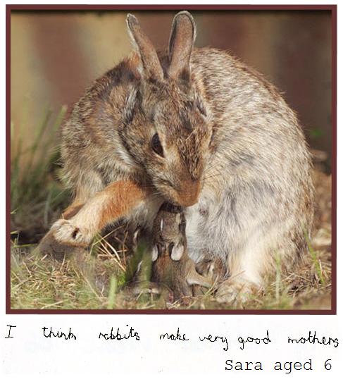 wild rabbit and baby