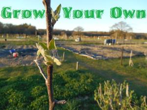 Grow Your Own