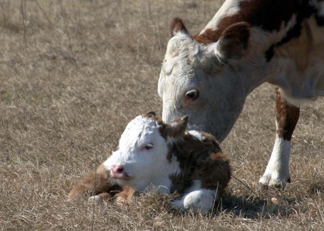 cows
