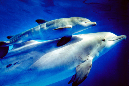dolphins-Tbs9ab