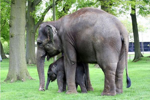 Elephant-calf