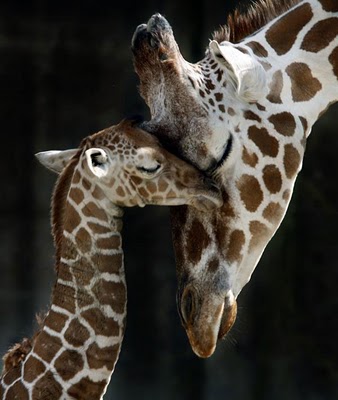 giraffes