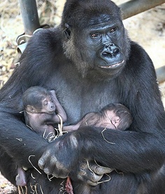gorillas