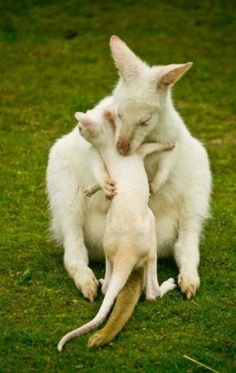 wallabys