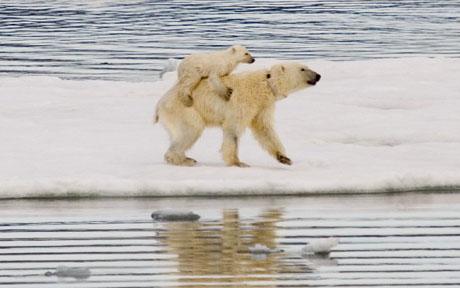 polar bears