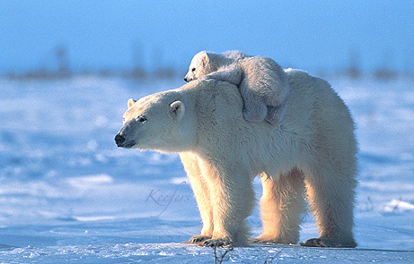 polar bears piggy back rides