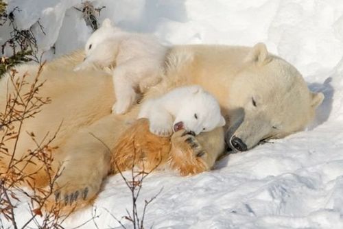 polar bears