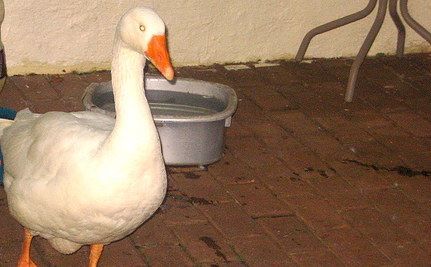rescued goose