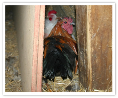 Libby and Louie - rescued chickens at Peaceful Prairie Sanctuary