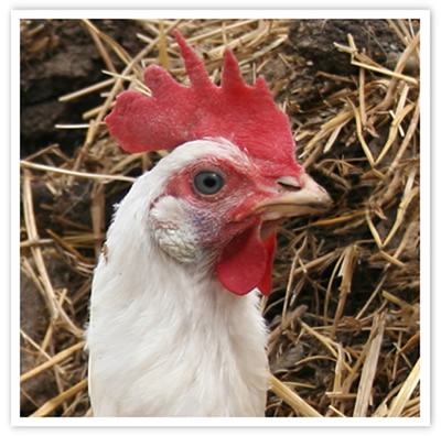 Libby at Peaceful Prairie Sanctuary