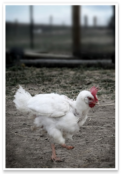 rescued chicken, Libby, at Peaceful Prairie Sanctuary