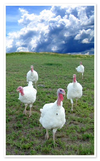 Melvin and his brothers enjoying their freedom at Peaceful Prairie Sanctuary