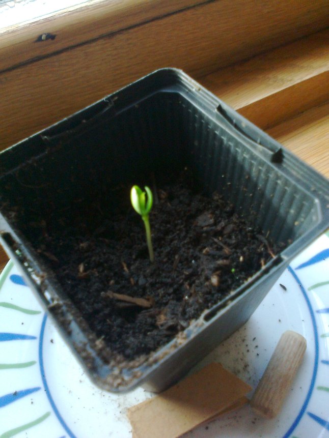 apple seedling