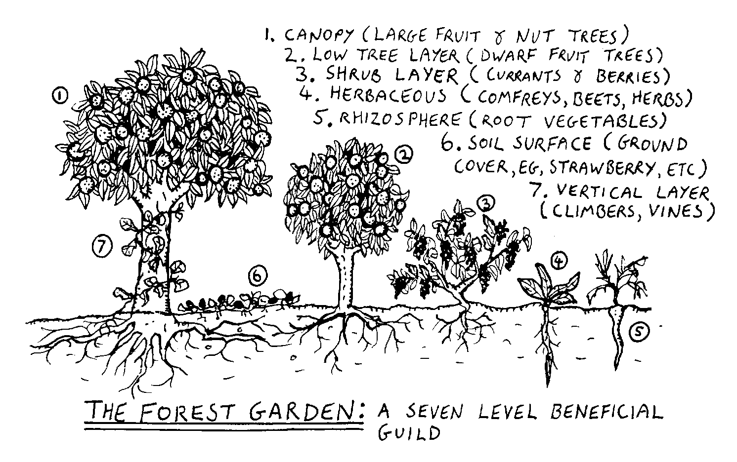 From http://en.wikipedia.org/wiki/Forest_gardening CLICK THE PIC!