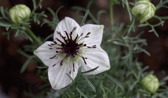 nigella sativa fennel flower