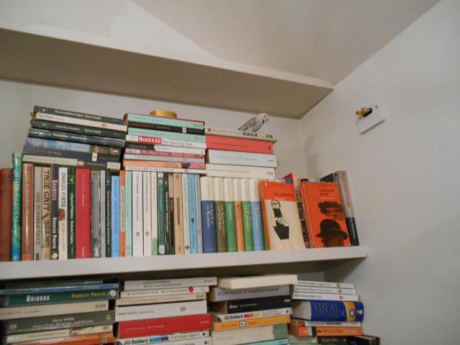 Carly on the bookshelf