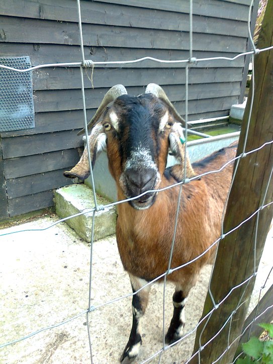 This is Lettie - she is taller than the other goats, so she can stand on her hind legs and eat off of the trees.  Isn't she so delightfully pretty?  