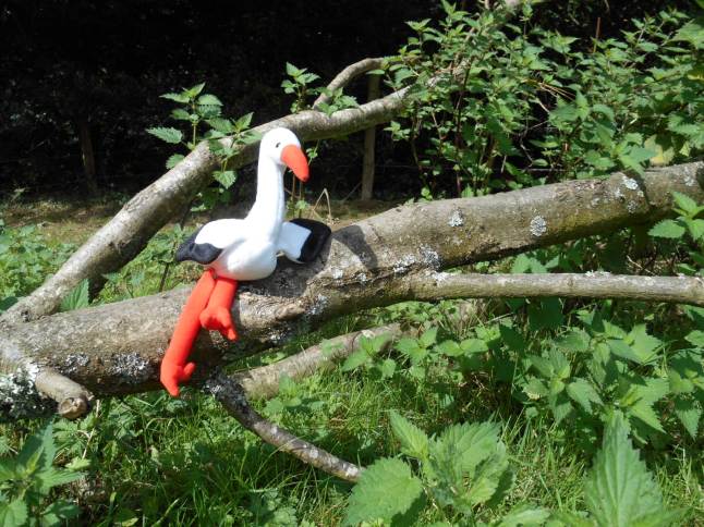 walk for health and enjoyment