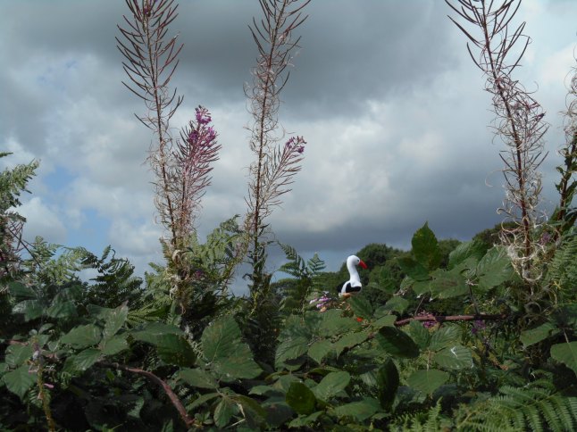walk for health and enjoyment