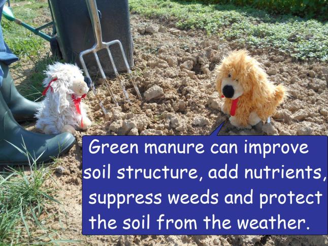 green manure
