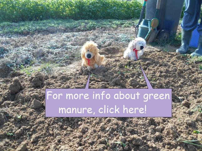 green manure