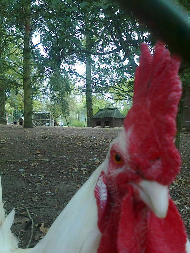 Nice girl, but more mixed up than a feather in a whirlwind! 