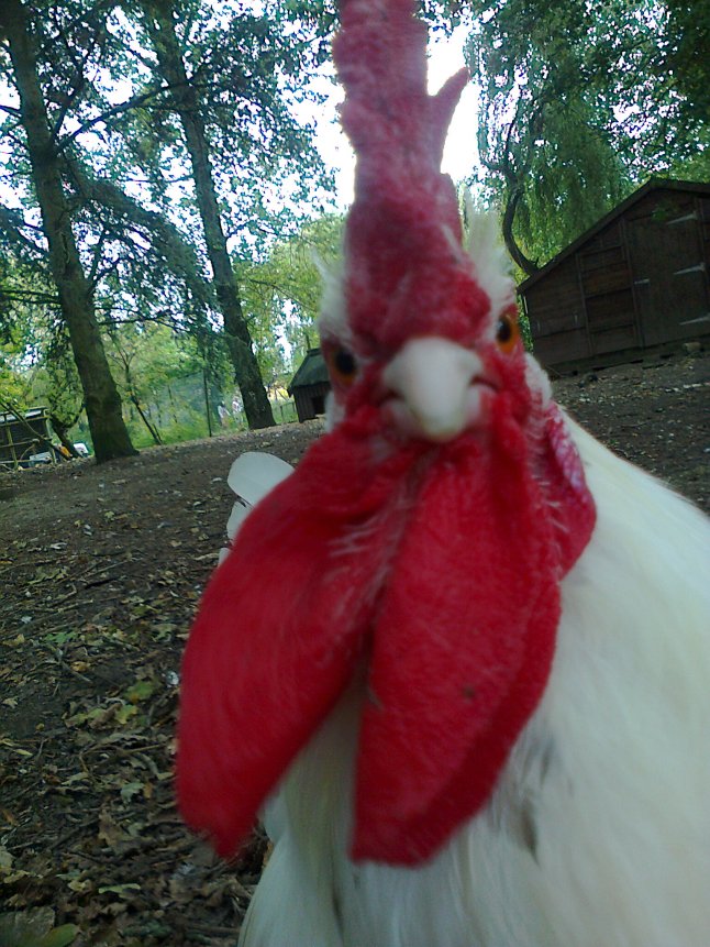 Pay attention to me boy!  I'm not just talkin' to hear my head roar!  Get down, I say get down to Raystede and support the good work they're doin'!  Any of this sinkin' in???
