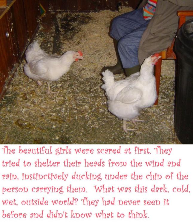 snow white and rose red 3