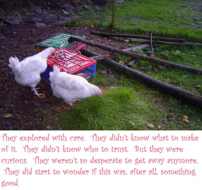 snow white and rose red 5