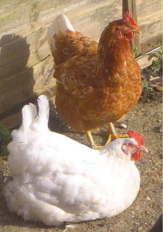 snow white and rose red 8