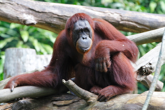 orangutan Sandra legal person