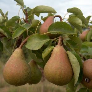 pears-perry-pears0_0Onward1