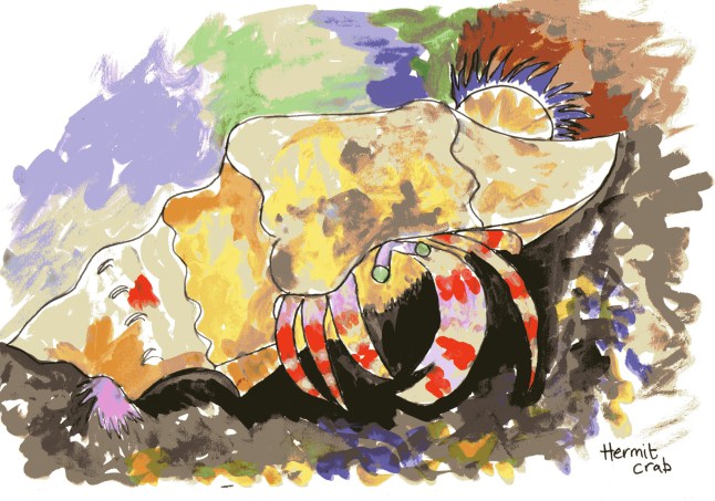 hermit crab