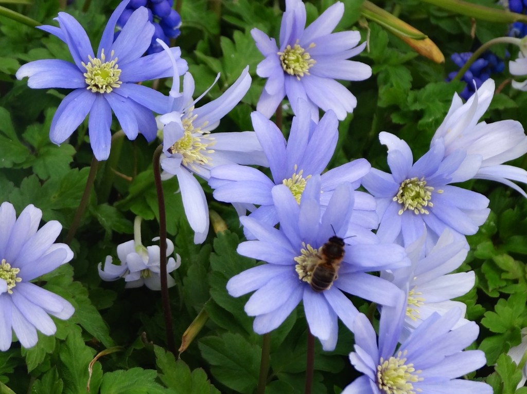 The World’s First Bee&nbsp;Highway.