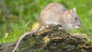 az_brown_rat