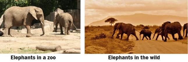 elephants captive and wild