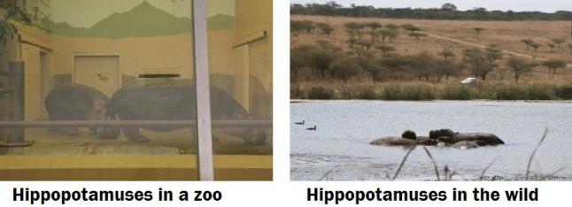Hippos captive and wild
