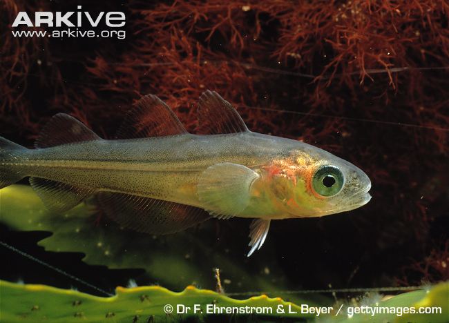 Juvenile-whiting