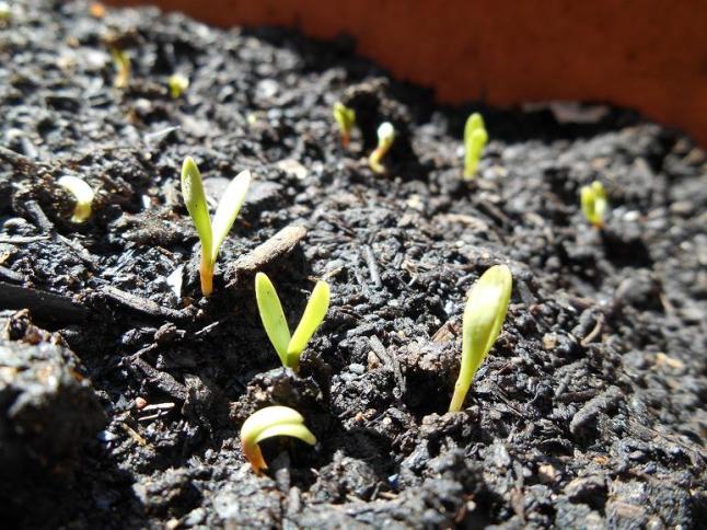 marigold seedlings