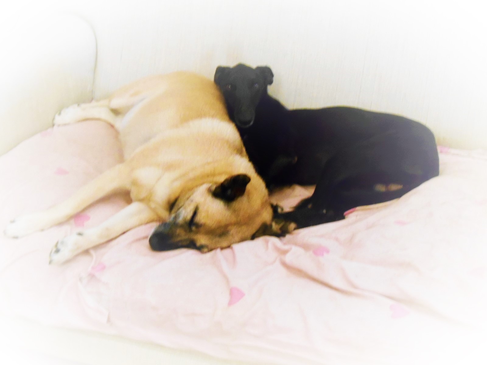 Bodie and Duster (3)