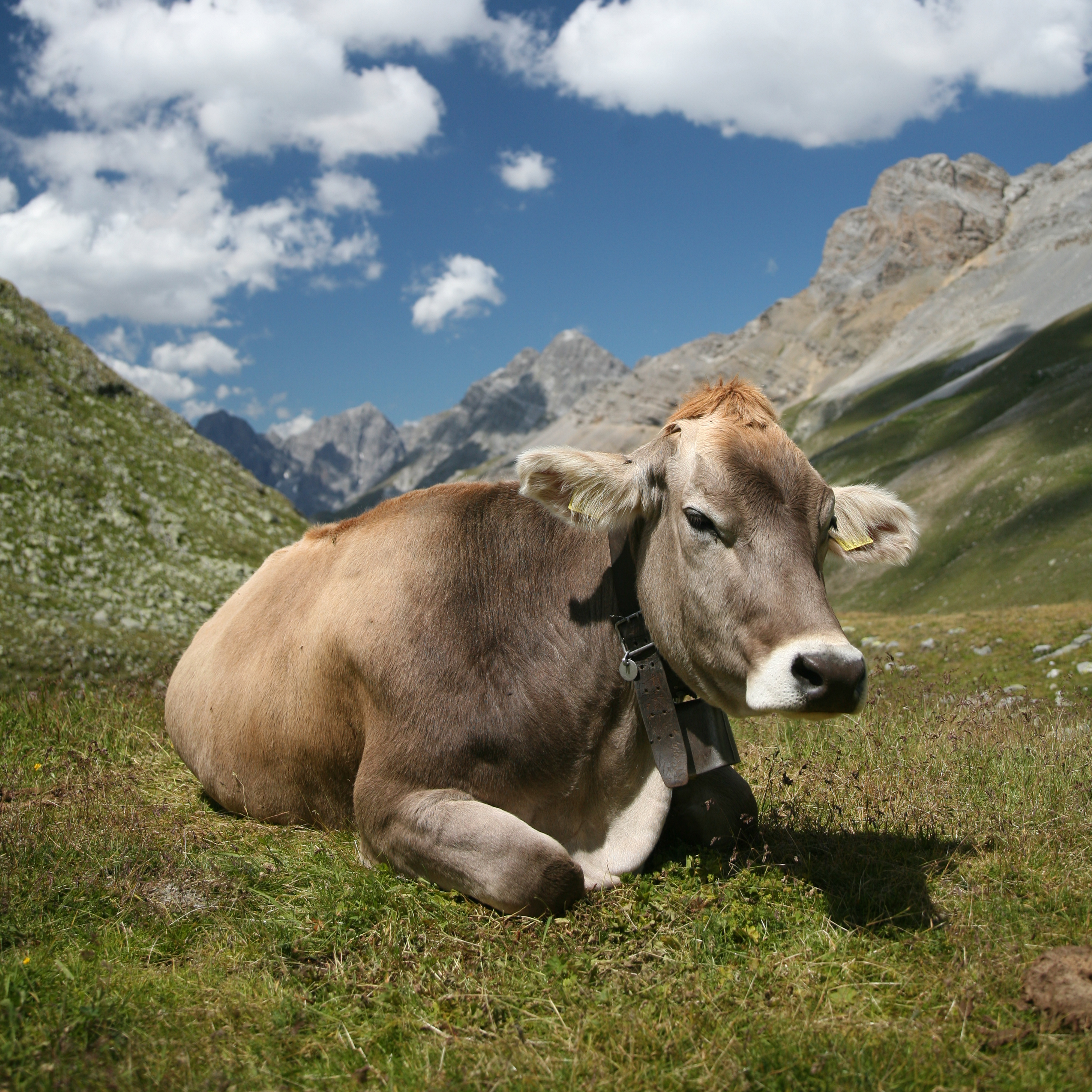 CH_cow_2_cropped