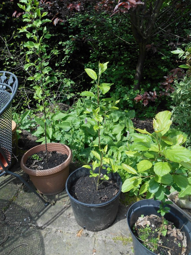 apple trees from seed