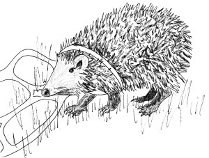 hedgehog