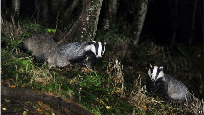 _85320805_badgers_pa